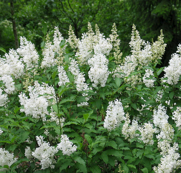 Сирень Генри 'Таммелан Каунотар' (белая)